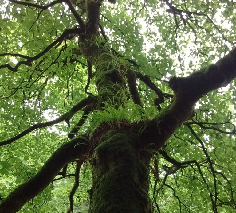 A tall tree with textured bark, vibrant green leaves, and ferns growing on its branches.